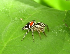 Nycerella delecta
