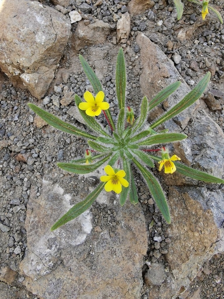 Viola pusilla