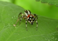 Nycerella delecta