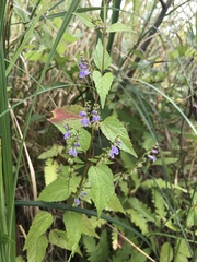 Scutellaria lateriflora