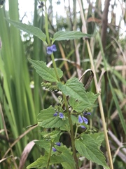 Scutellaria lateriflora