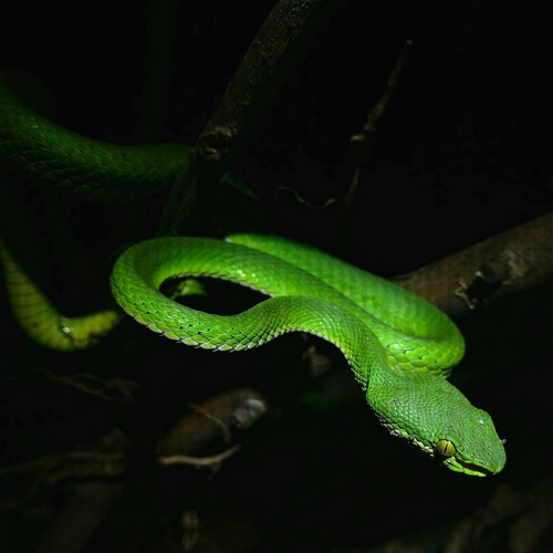 Nepal Pitviper