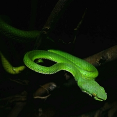 Nepal Pitviper photo 3