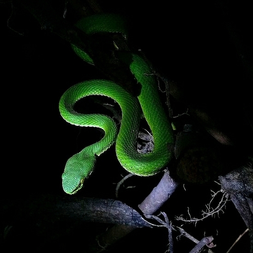 Nepal Pitviper