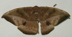 Oxydia bilinea