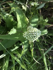 Eupatorium perfoliatum