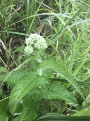 Eupatorium perfoliatum