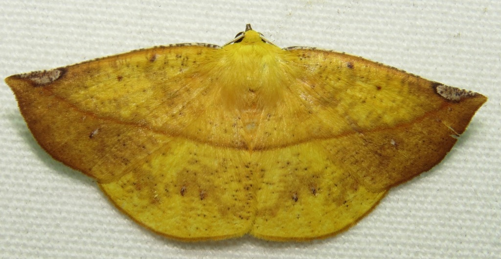 Cratoptera