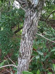 Quercus incana