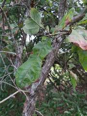 Quercus incana