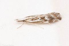 Catoptria oregonicus