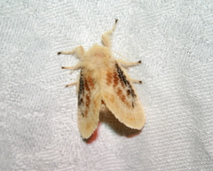 Megalopyge crispata