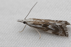 Catoptria oregonicus