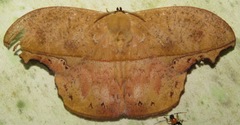 Oxytenis naemia