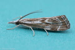 Catoptria oregonicus