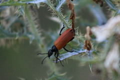Lytta fulvipennis
