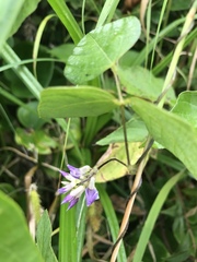 Amphicarpaea bracteata
