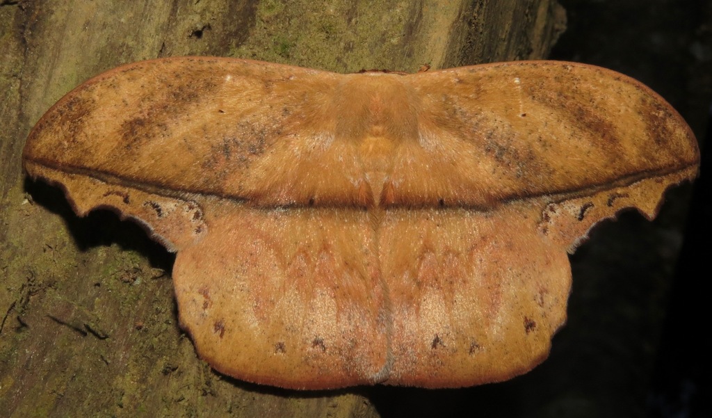 Oxyteninae