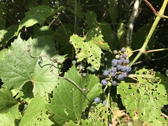 Vitis riparia