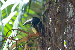 Pteroglossus aracari