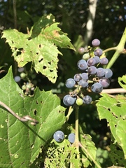 Vitis riparia