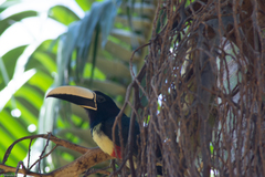 Pteroglossus aracari