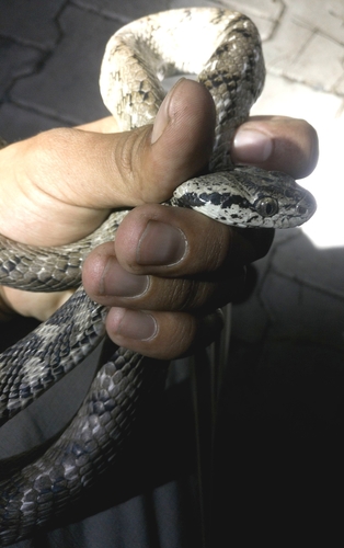Forsten's Cat Snake