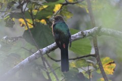Apaloderma vittatum
