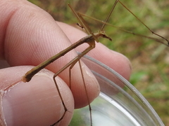 Apterobittacus apterus