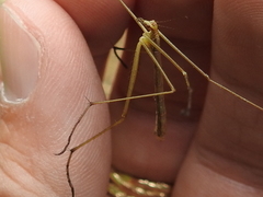 Apterobittacus apterus