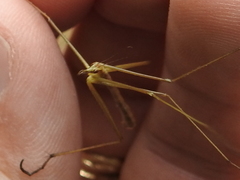 Apterobittacus apterus