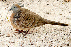 Geopelia striata