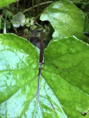 Tussilagininae