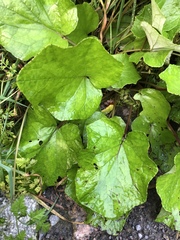 Tussilagininae