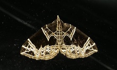 Gandaritis atricolorata