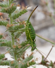 Ephippiger discoidalis