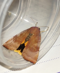 Noctua tertia