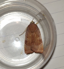 Noctua tertia