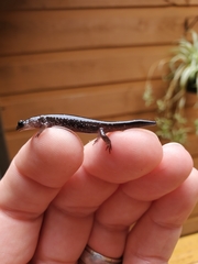 Plethodon teyahalee