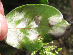 Exobasidium arctostaphyli