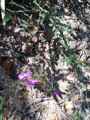 Dicliptera clinopodia