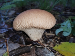 Calvatia boninensis