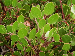 Arctostaphylos hookeri hookeri