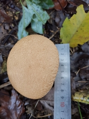 Calvatia boninensis