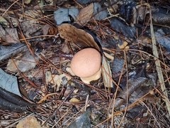 Calvatia boninensis