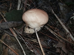 Calvatia boninensis