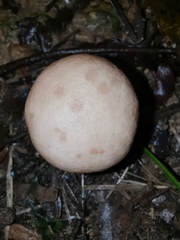 Calvatia boninensis