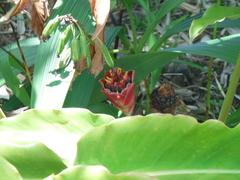 Etlingera corneri