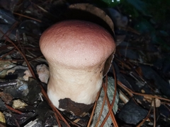 Calvatia boninensis