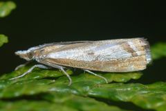 Catoptria latiradiellus